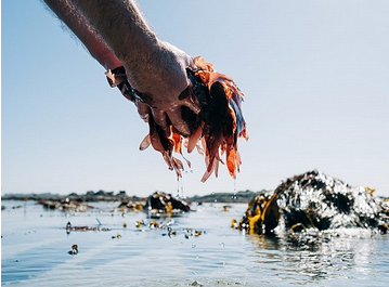 Bord à Bord Dulse-Algen dekorativ präsentiert